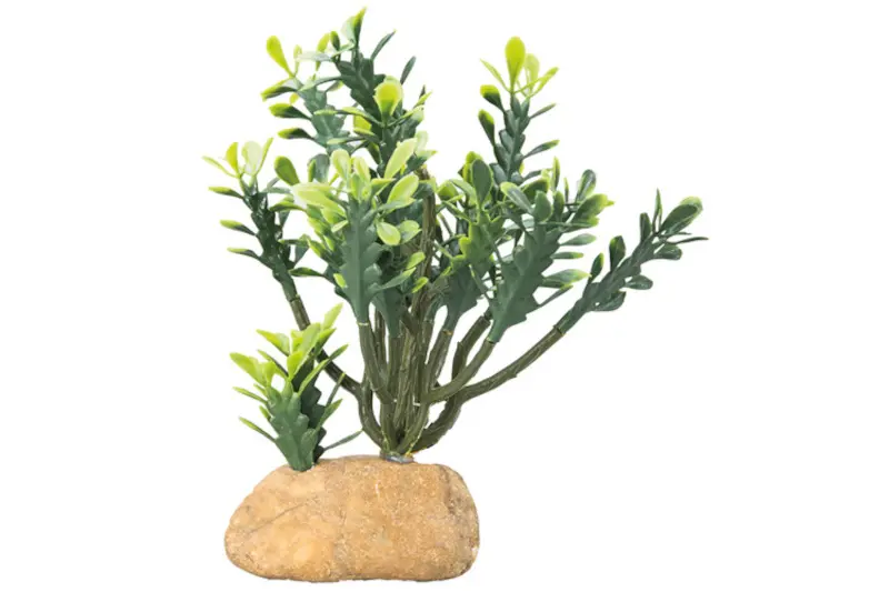 Hobby Euphorbia M, plante artificielle