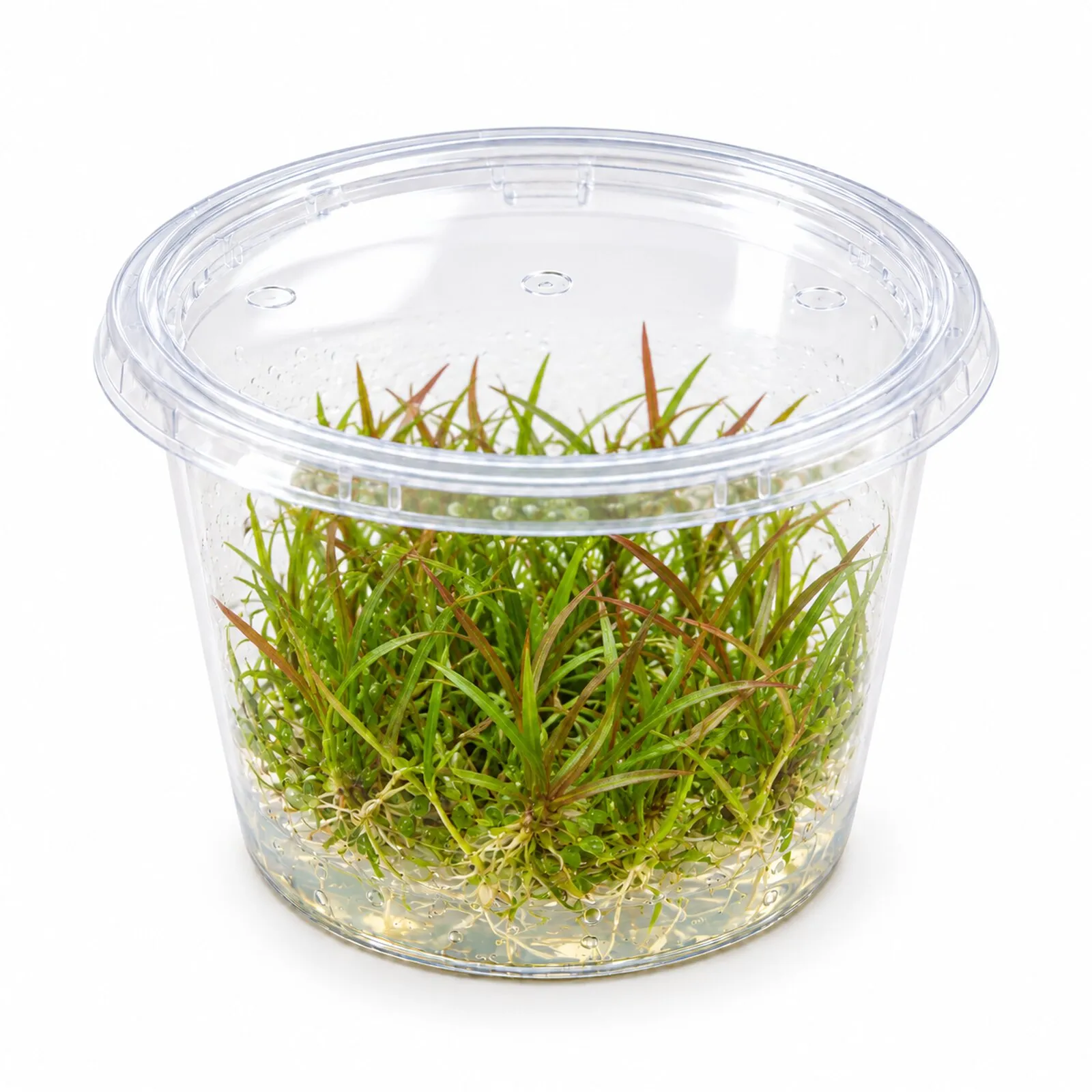 Plante épée naine à port herbacé, Helanthium tenellum "Red", in vitro