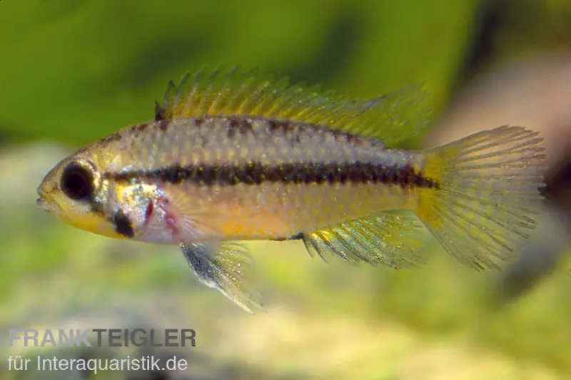Cichlidé nain à ventre doré, Apistogramma atahualpa (par couple)