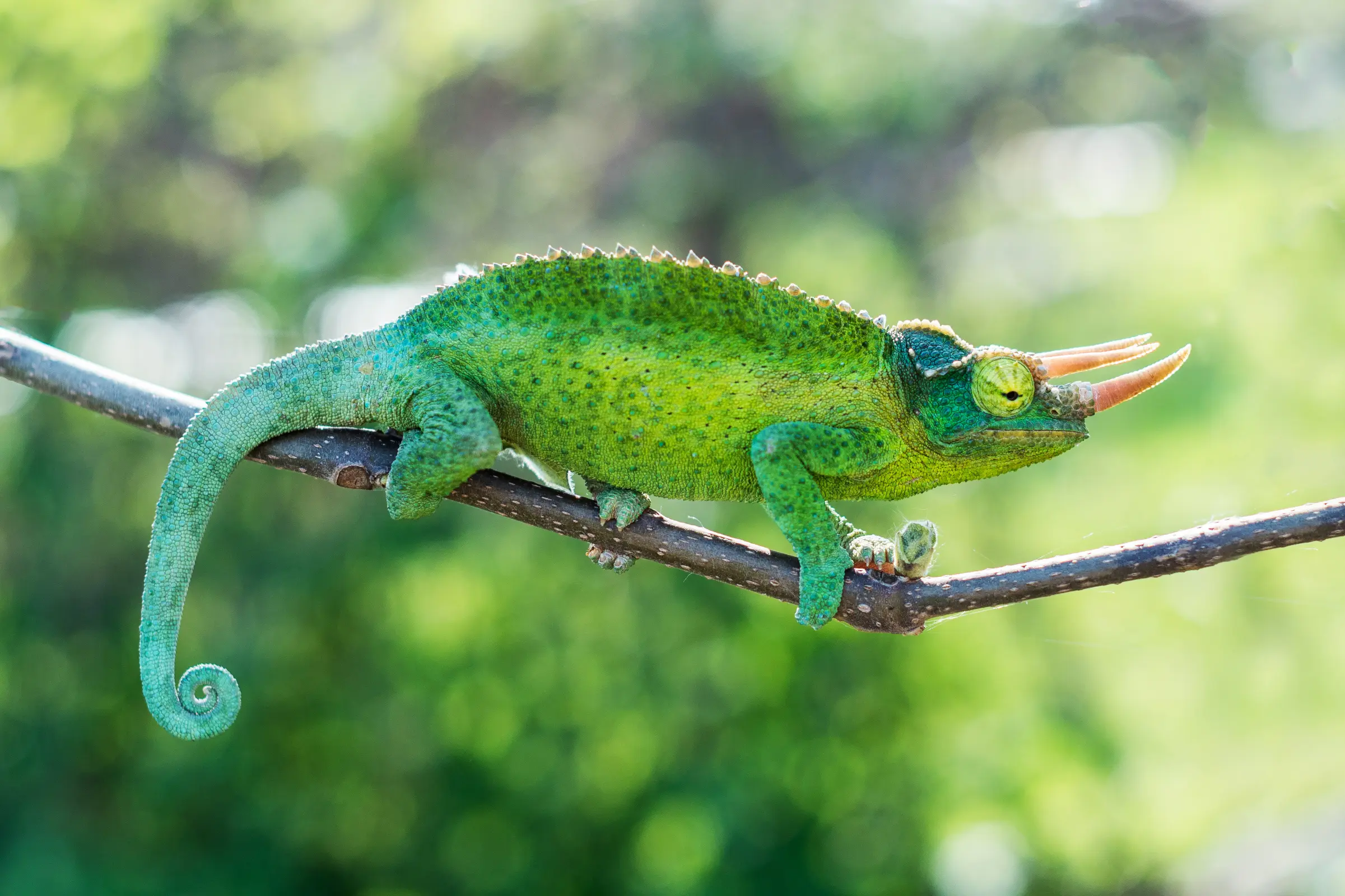 Caméléon de Jackson à trois cornes, Trioceros jacksonii xantholophus