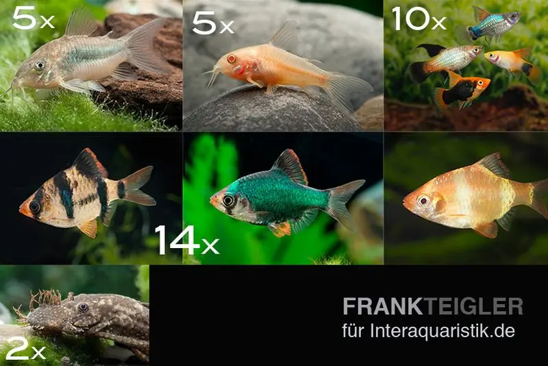Assortiment de poissons d’ornement pour eau dure pour 120 cm