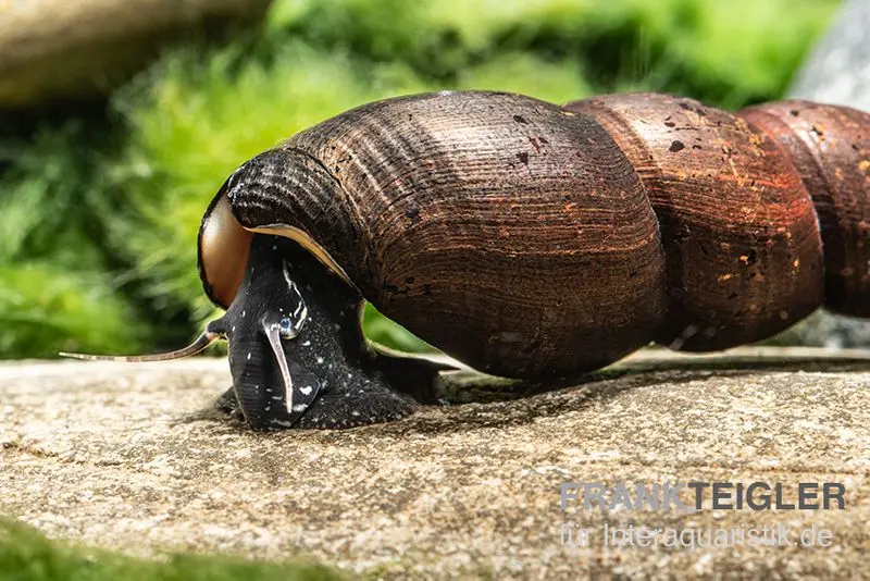 Escargot corne du diable, Faunus ater