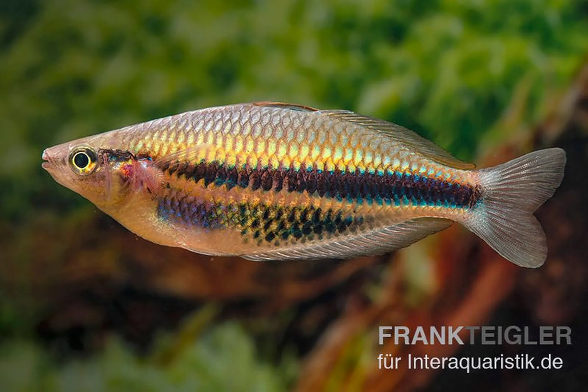 Poisson-arc-en-ciel de Kaladiri, Melanotaenia sp. Kaladiri, 6-7 cm