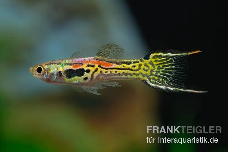 Guppy Endler Léopard, Poecilia wingei Léopard, par couple