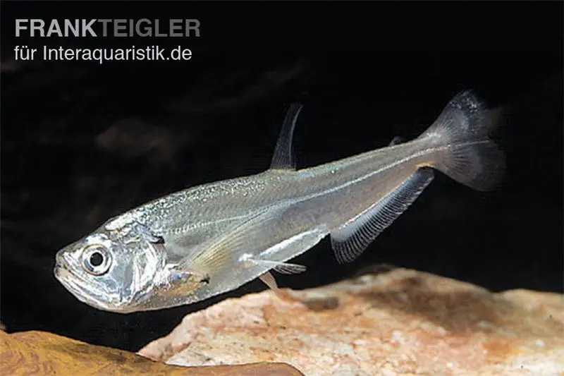 Payara, tétra à dents de chien, Hydrolycus scomberoides