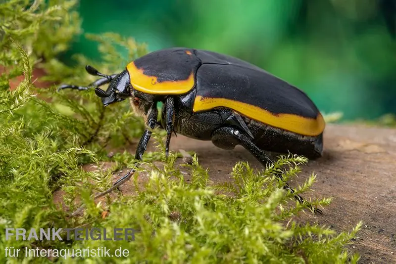 Cétoine du Congo (Marginata), Pachnoda marginata marginata