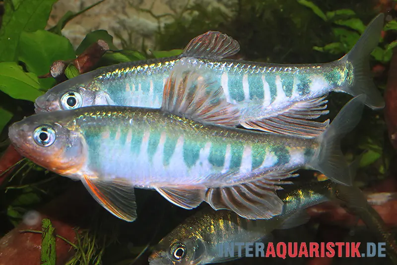 Poisson-dragon japonais, Zacco platypus, 4-5 cm (eau froide & eau chaude)