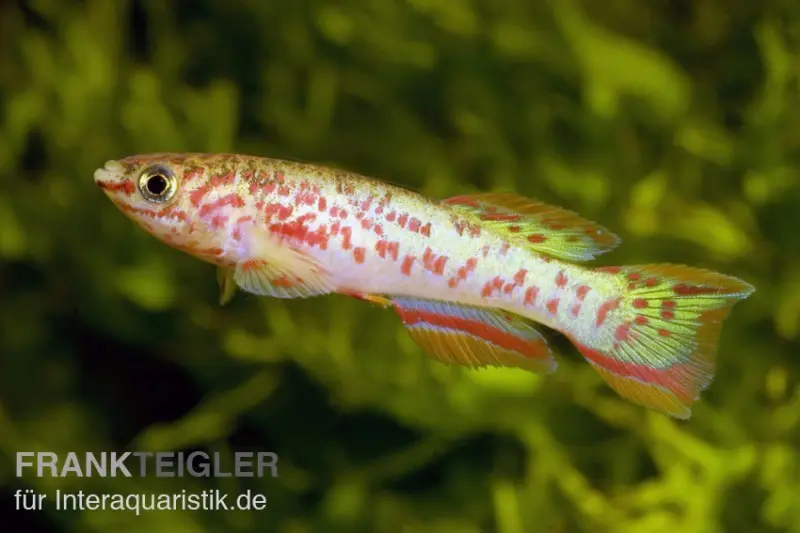 Killie splendide bleu acier, Fundulopanchax gardneri