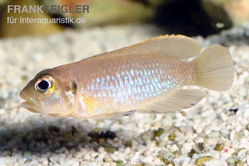 Cichlidé conchylicole doré, Lamprologus ocellatus, élevage allemand