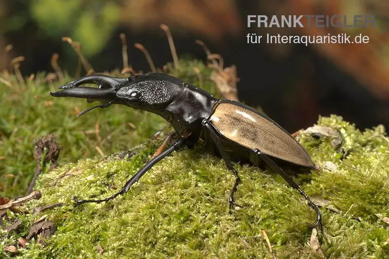 Lucane de Ludekingi, Odontolabis ludekingi