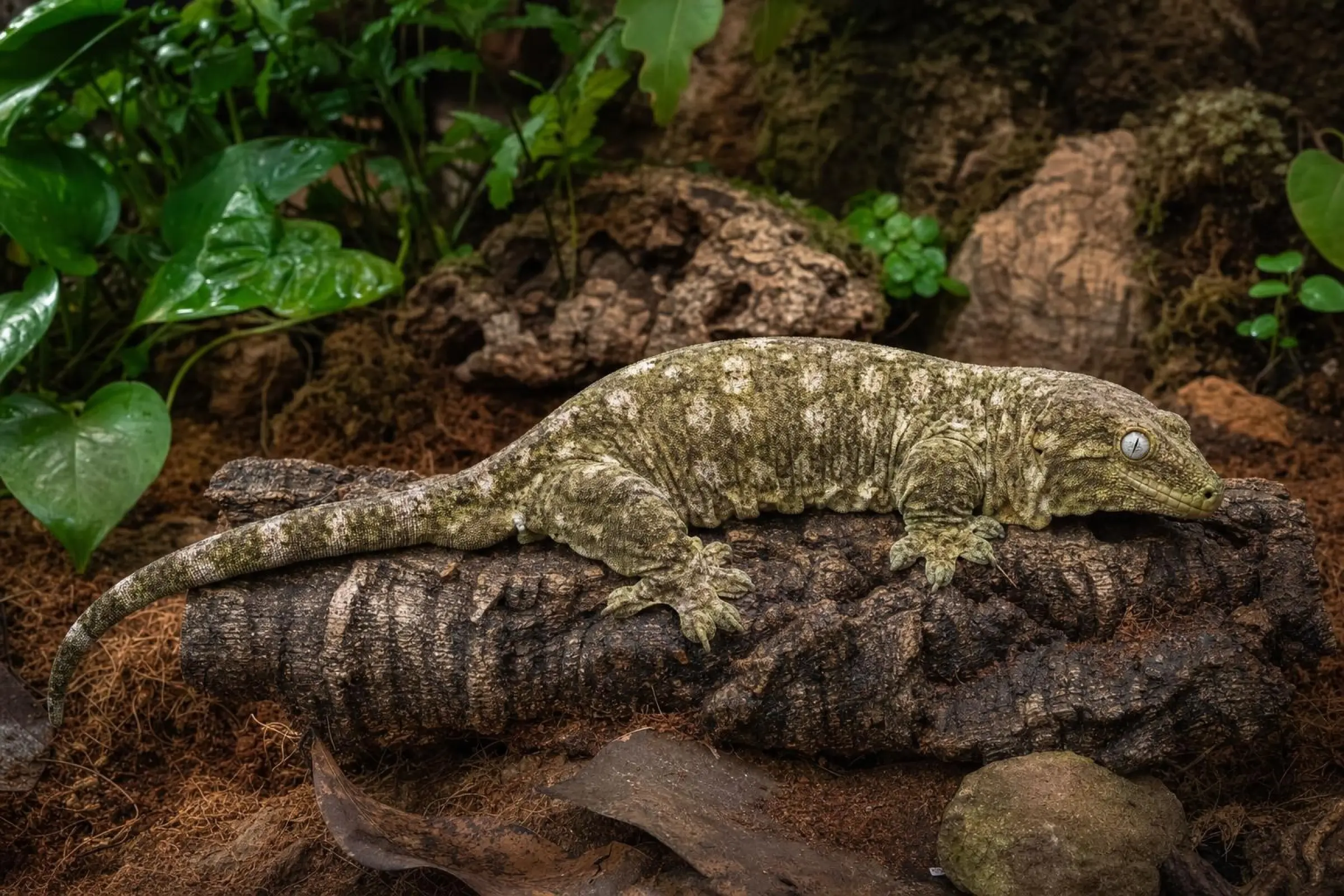 Gecko géant de Nouvelle-Calédonie, Rhacodactylus leachianus