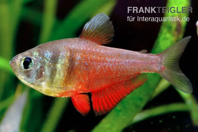 Tétra de Rio, Hyphessobrycon flammeus