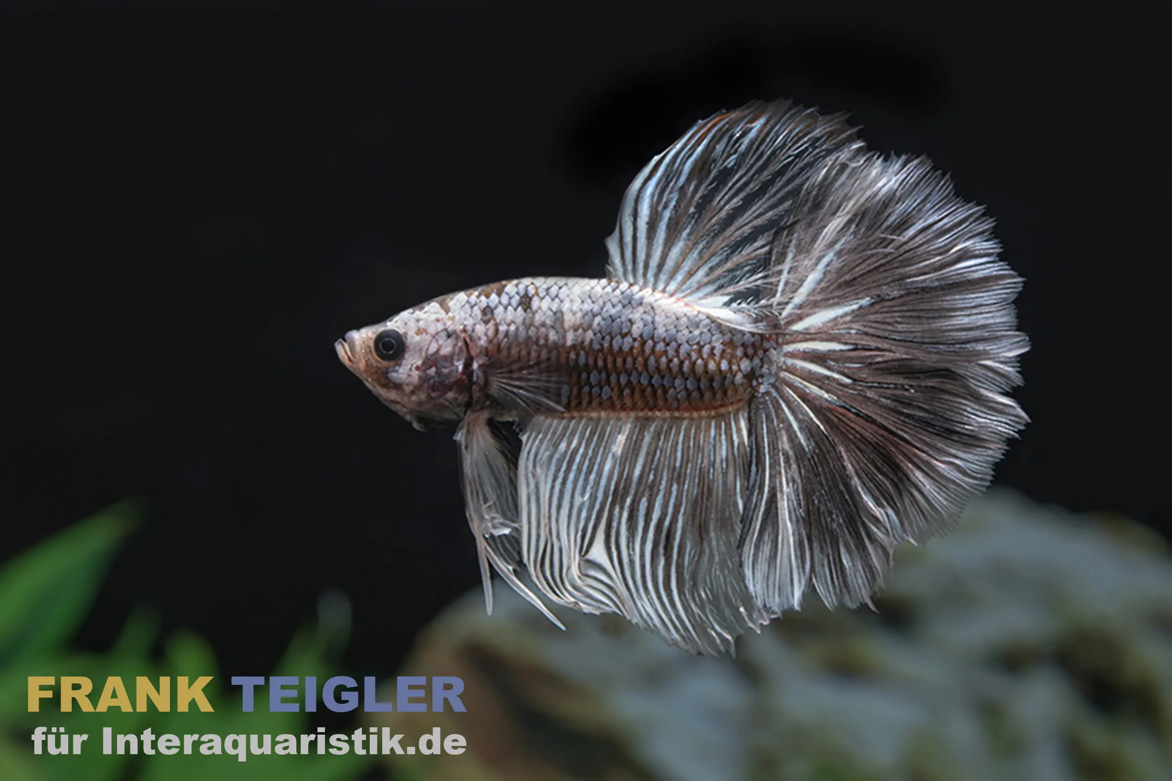Combattant Halfmoon Grizzle, mâle, Betta splendens