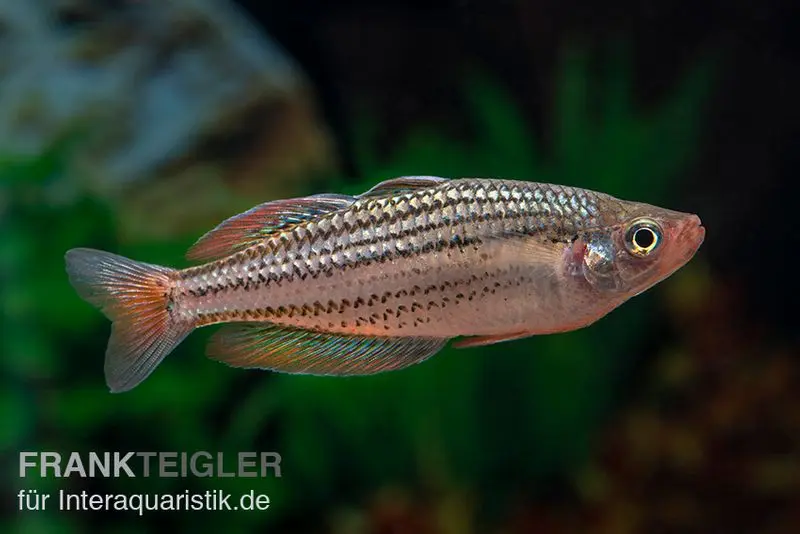 Poisson arc-en-ciel de Starche Creek, Melanotaenia maccullochi « Starche Creek », 5 animaux