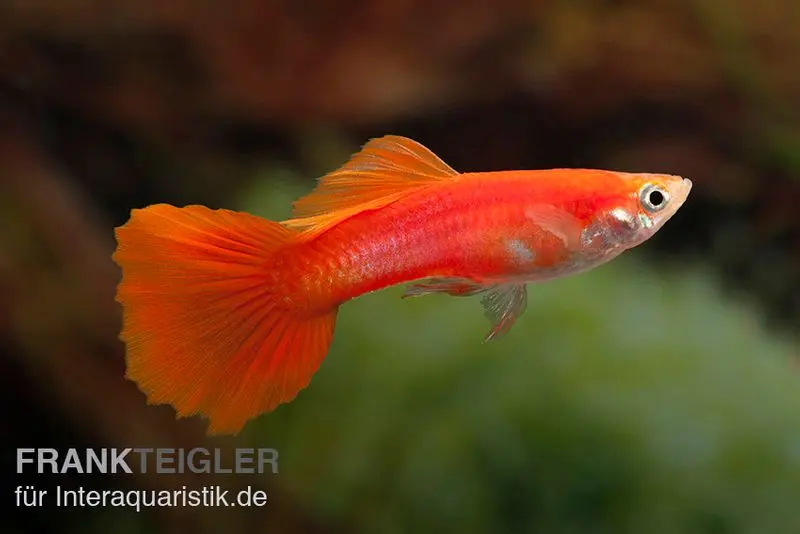 Guppy Triangel rouge intégral, Poecilia reticulata, par paire