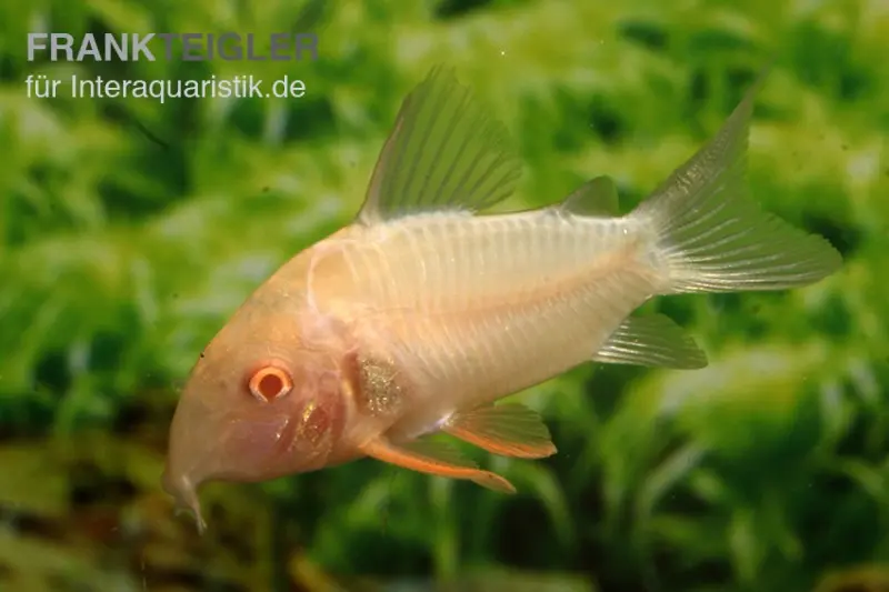 Corydoras de Sterba, doré, Corydoras sterbai, doré