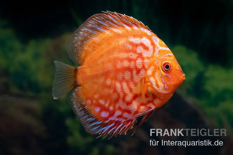 Discus élevage asiatique, Symphysodon discus Pigeon snake red turquoise