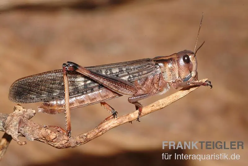 Criquets migrateurs, subadultes, env. 12 pièces