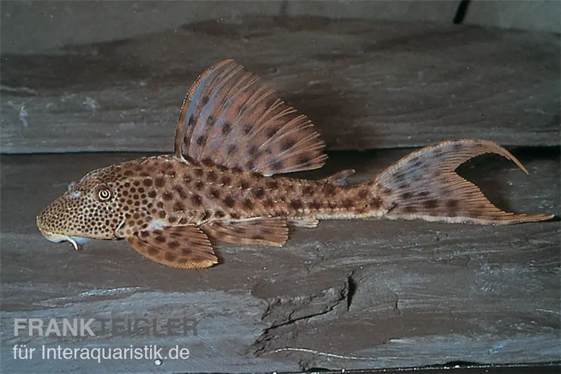 Silure cuirassé faux à ocelles, L36, Ancistomus spilomma sp. RIO ARAGUAIA