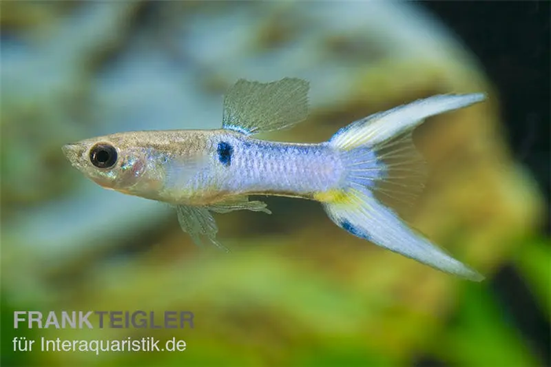 Endler Guppy Japan Blue, Poecilia wingei, vendu par couple (mini-poisson)