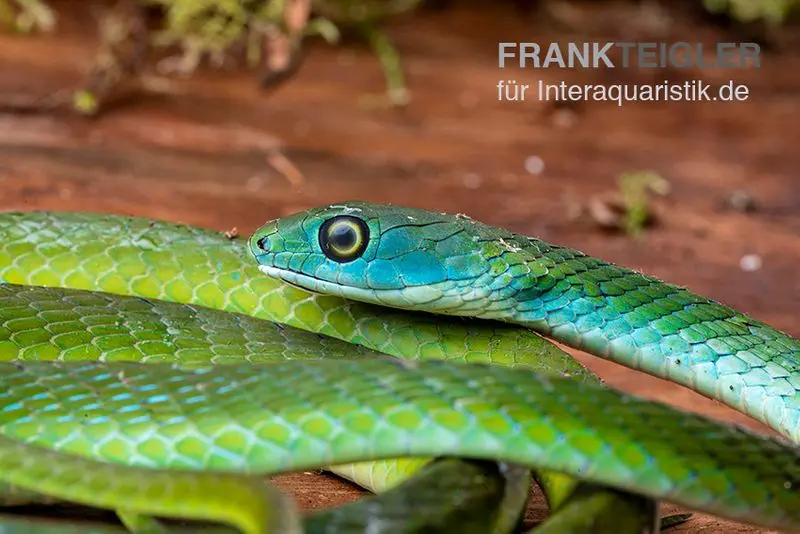 Couleuvre arbustive africaine, Philothamnus semivariegatus