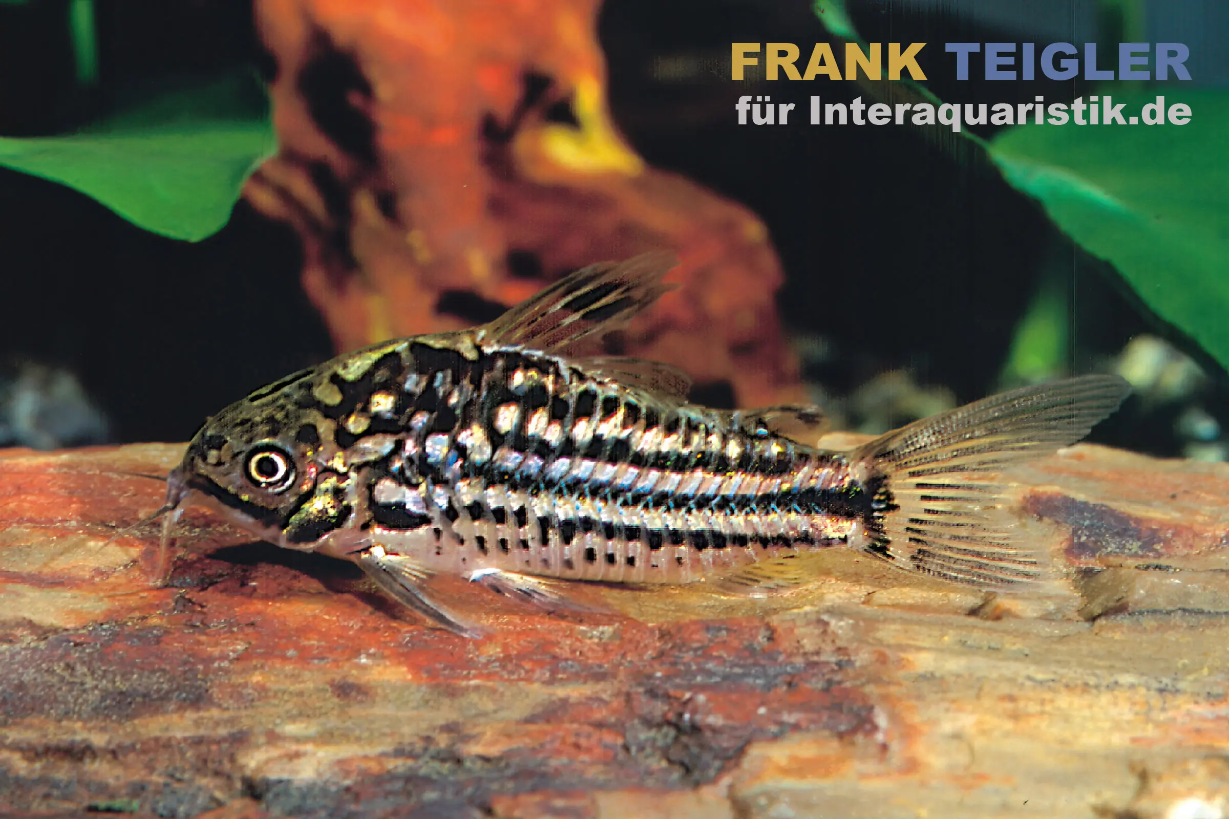 Ein Metall-Panzerwels schwimmt auf einem Felsen im Aquarium. Hintergrund mit Pflanzen und Holz.
