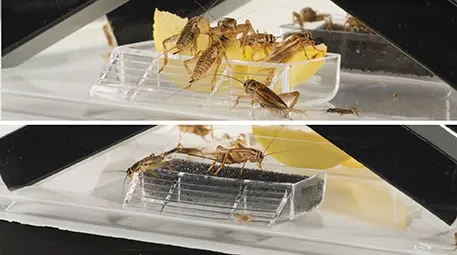 Boîte à grillons Exo Terra avec 2 tubes + 1 éponge