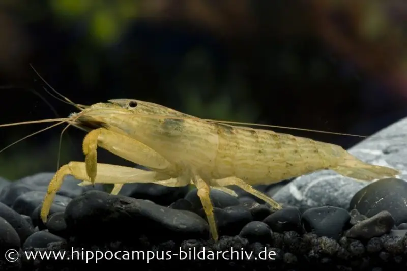 Crevette éventail des Moluques, Atyopsis moluccensis