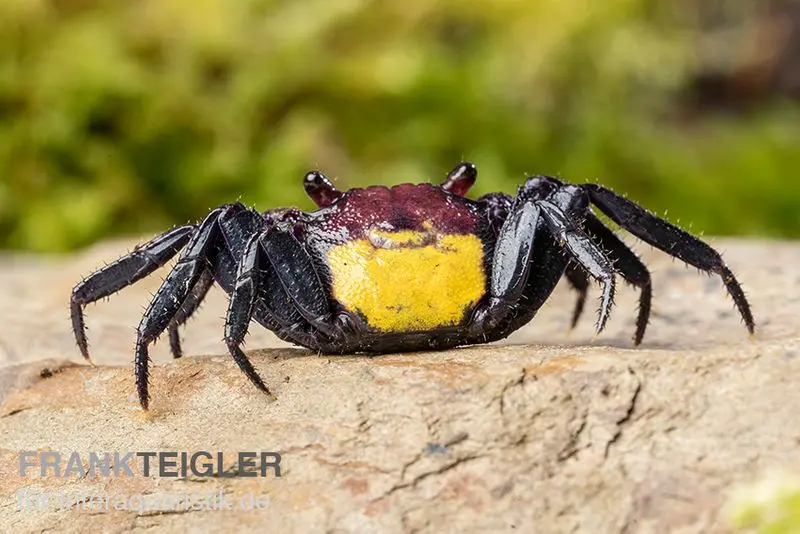 Crabe vampire bicolore, Geosesarma bicolor