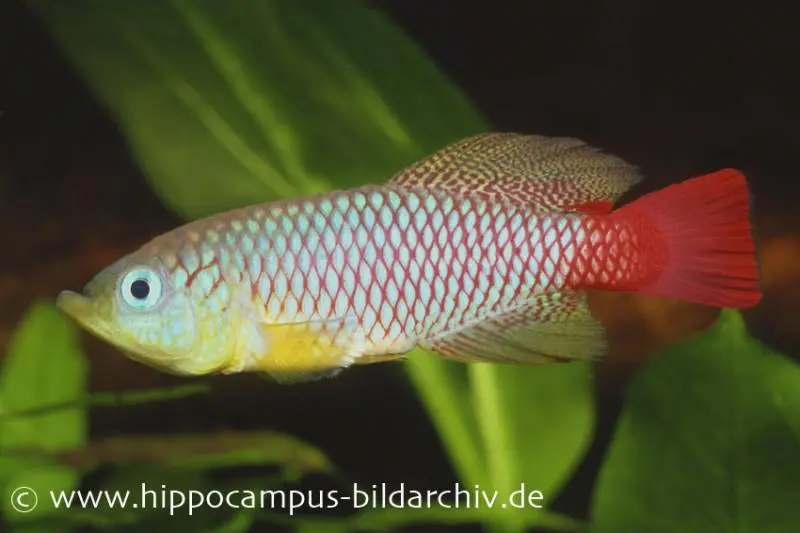 Killie splendide de Foersch, Nothobranchius foerschi