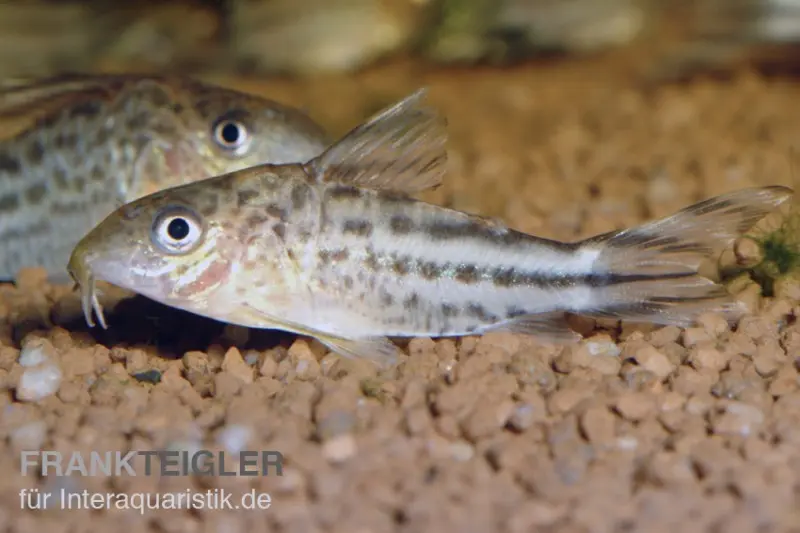 Corydoras à queue en drapeau, Corydoras robinae, 3-5 cm