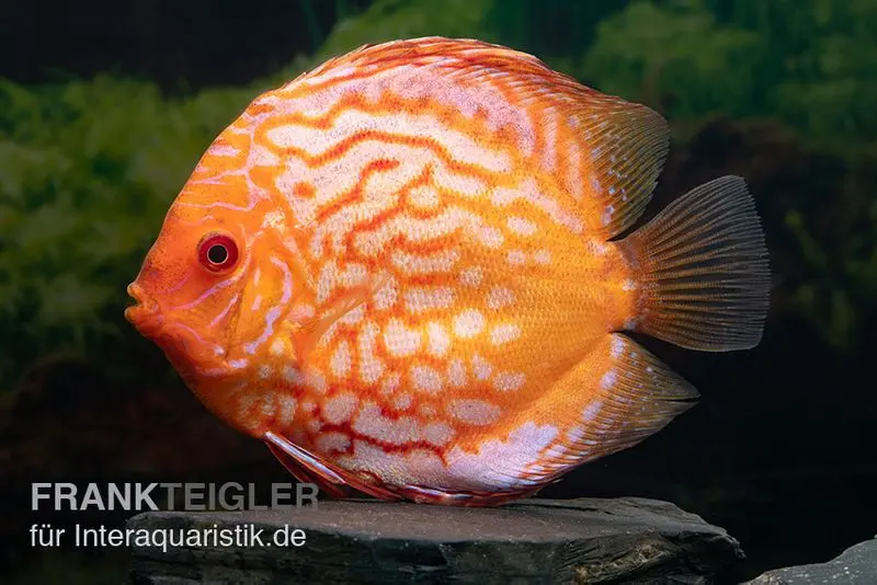 Discus élevage asiatique, Symphysodon discus Pigeon snake