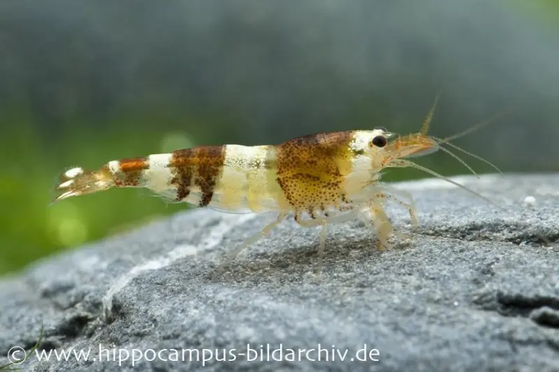 Crevette Black Bee Grade A, Caridina logemanni