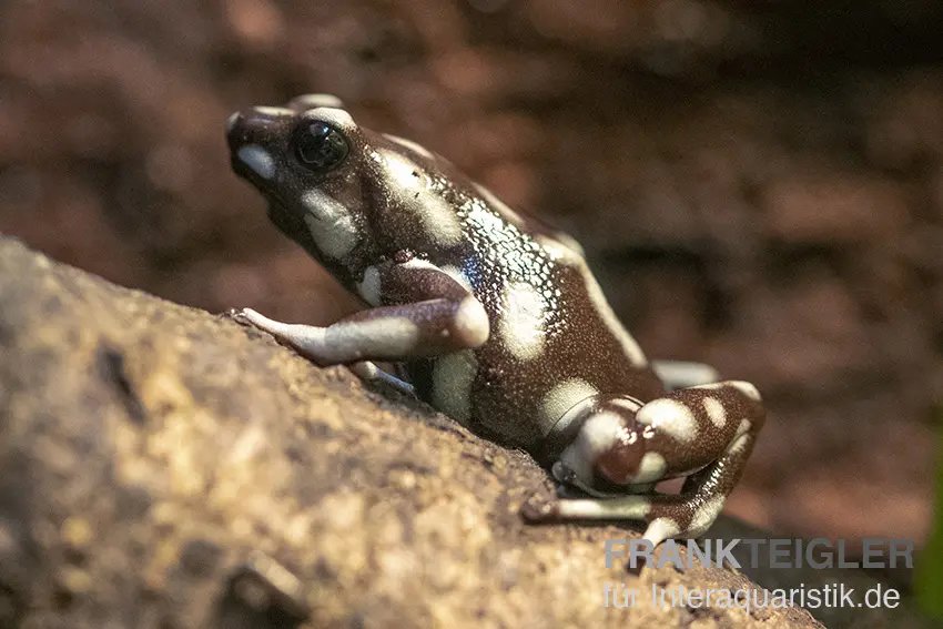 Dendrobate du Marañón, Excidobates mysteriosus