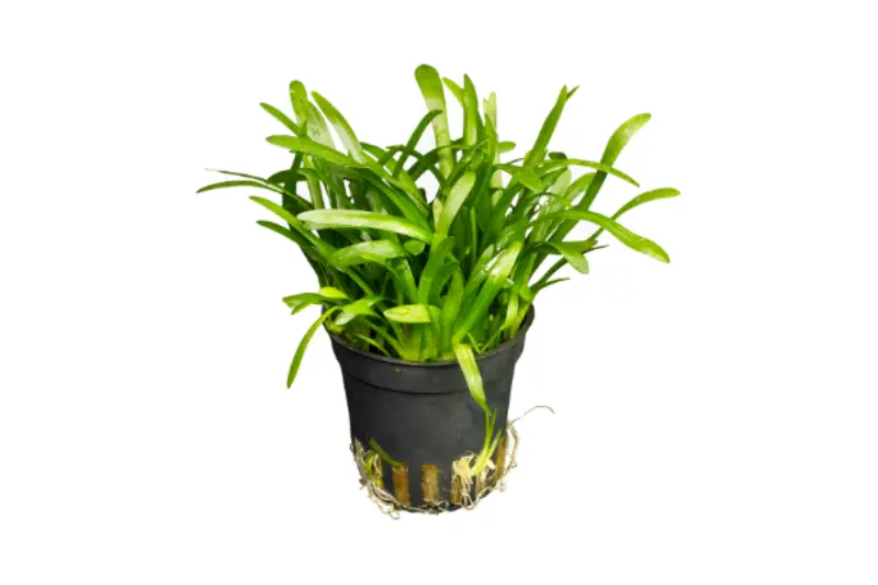 Sagittaire subulée, Sagittaria subulata, en pot