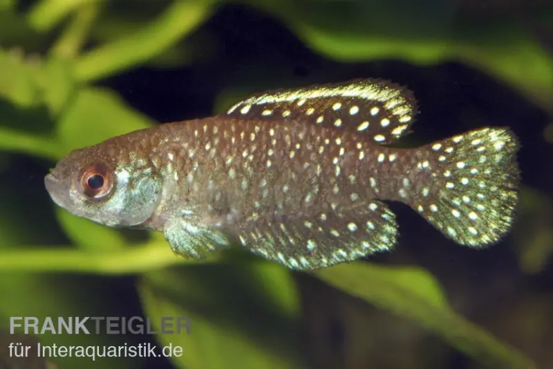 Poisson à éventail noir, Austrolebias nigripinnis, vendu par paire