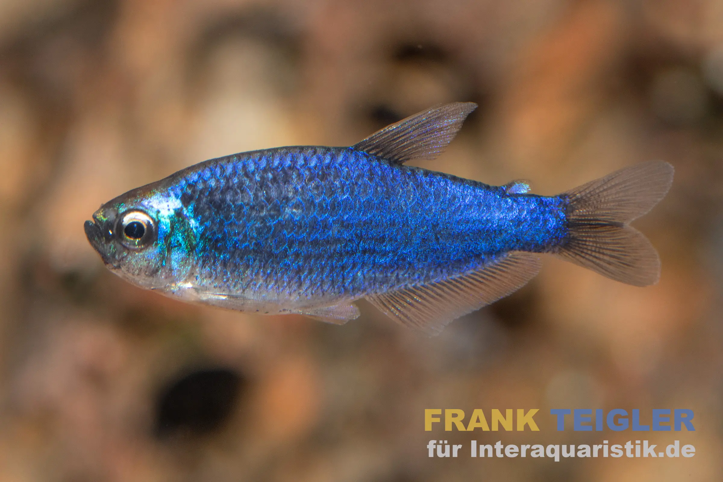 Tétra royal bleu, Inpaichthys kerri Super blue