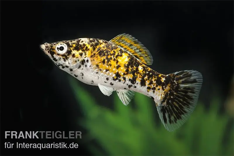 Molly Marmelade Cat, Poecilia latipinna