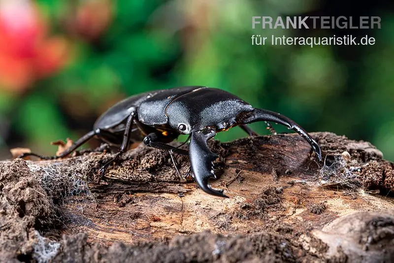 Scarabée à tête cuirassée de Sumatra, Dorcus titanus sumatra, mixte