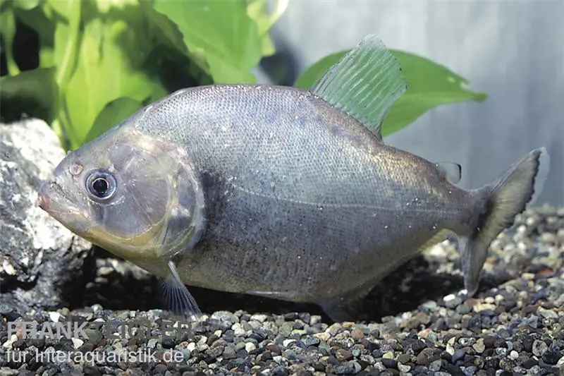 Piranha noir, Serrasalmus rhombeus black, 2-3 cm