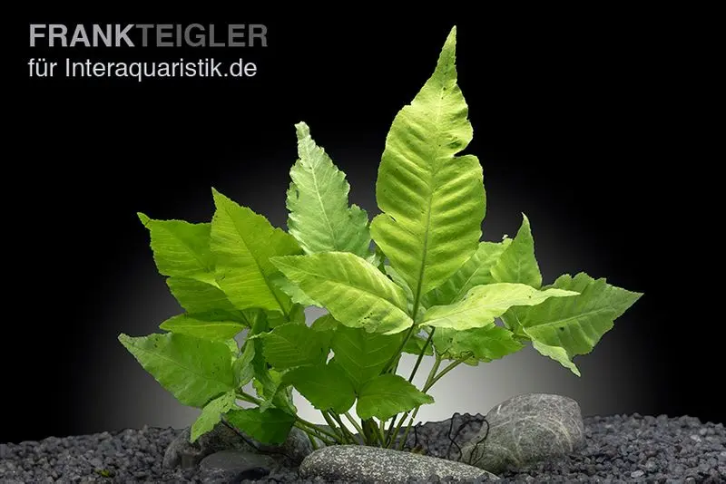 Fougère aquatique asiatique, Bolbitis heteroclita asiatica, en pot