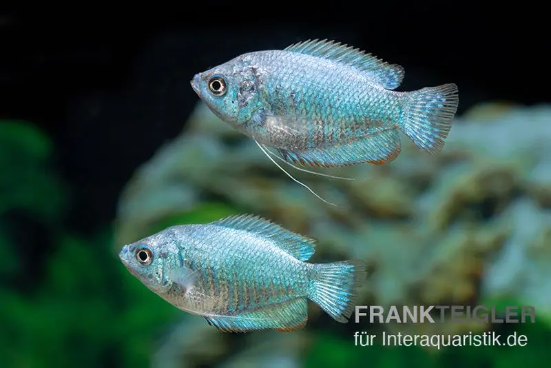 Gourami nain bleu cobalt, Colisa lalia