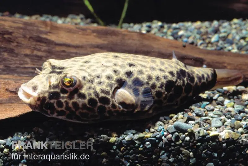 Poisson-globe nid d’abeilles, Tetraodon duboisi