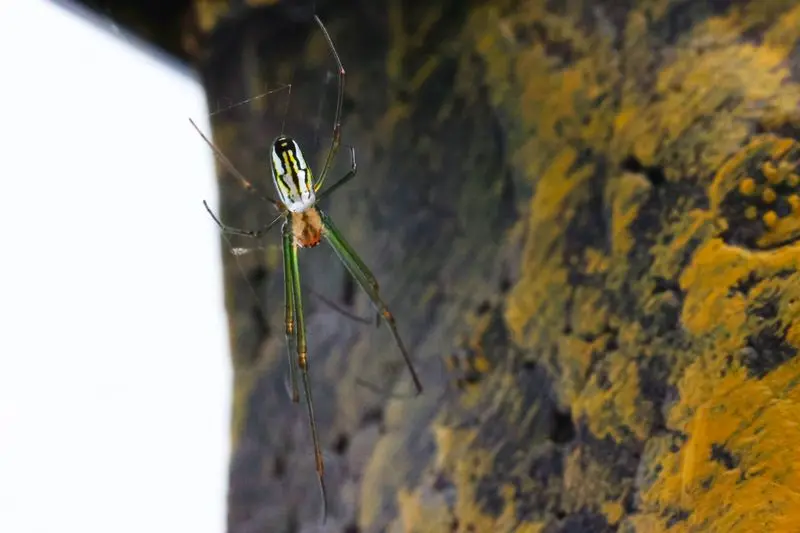 Araignée à soie dorée, Nephila clavipes