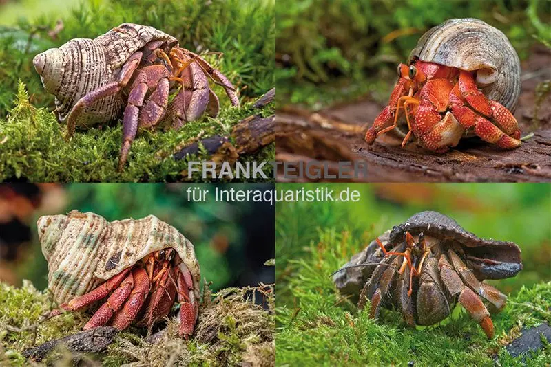 5 petits crabes ermite terrestres, Coenobita spec.