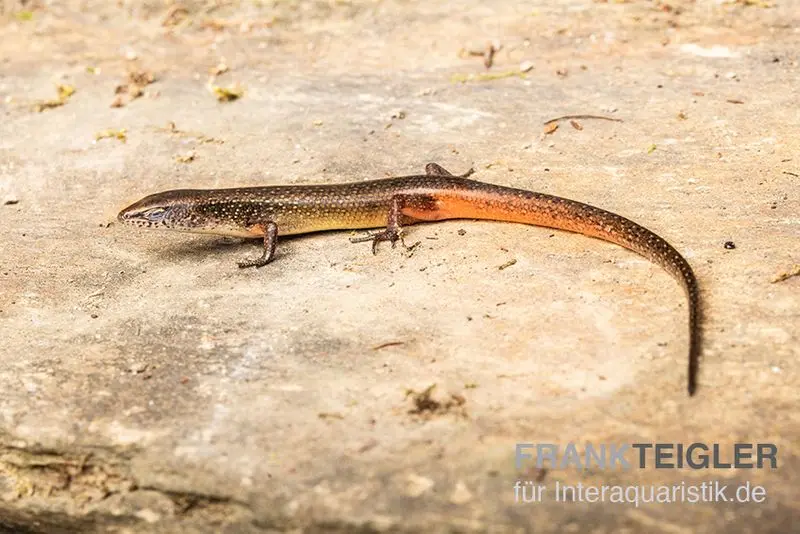 Scinque du Togo, Panaspis togoensis