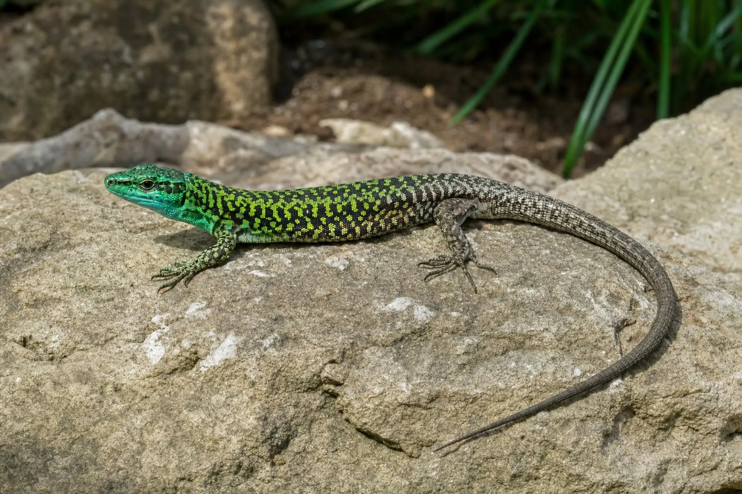 Lézard des ruines bleu, Podarcis siculus klemmeri