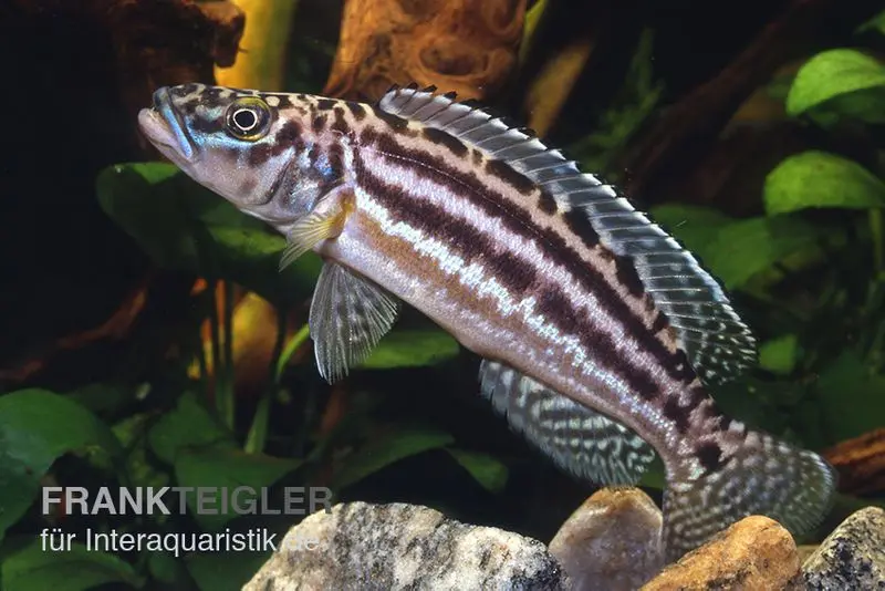 Lamprologus à quatre bandes, Lepidiolamprologus nkambae, 3-4 cm