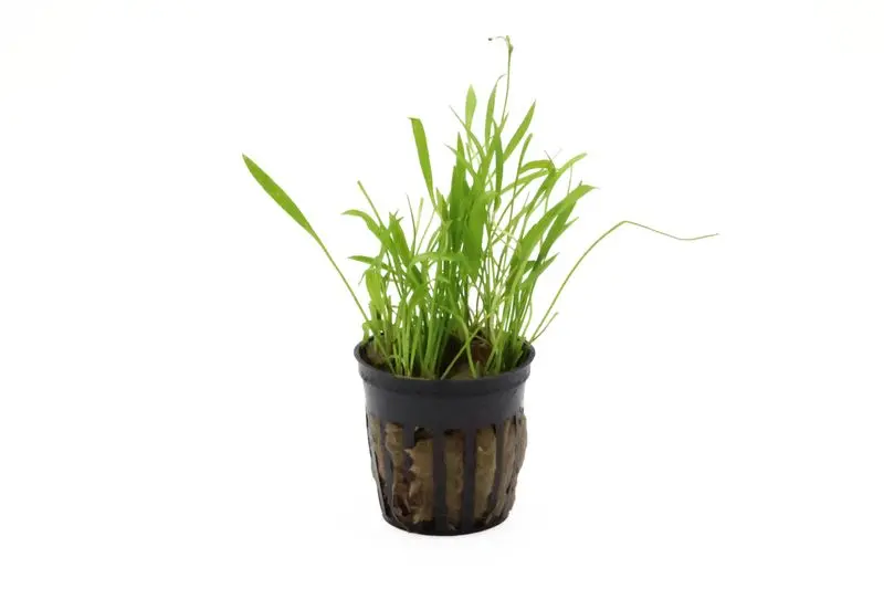 Petite plante épée naine à port herbacé, Helanthium tenellum « Green », en pot