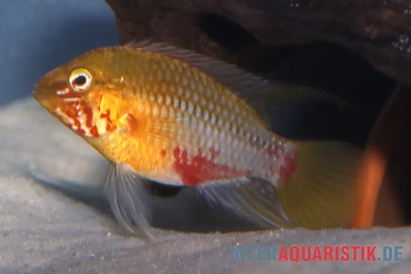 Cichlidé nain à trait rouge, forme rouge et or, Apistogramma hongsloi (forme rouge et or), vendu par paire
